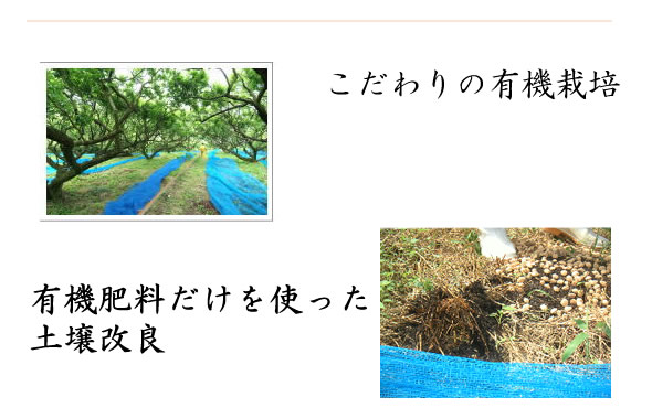 梅干し,梅,青梅,梅肉エキス,紀州南高梅干通販の専門店 無添加、有機梅干し- 深見梅店 -